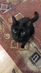 Cute black cat portrait