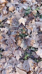 autumn leaves on the ground background