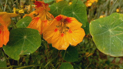 Garden Naturtium, Indian Cress or Monk Cress Yellow Flowers
