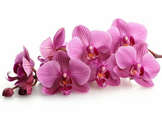 Fototapeta premium orchid flowers on a white background