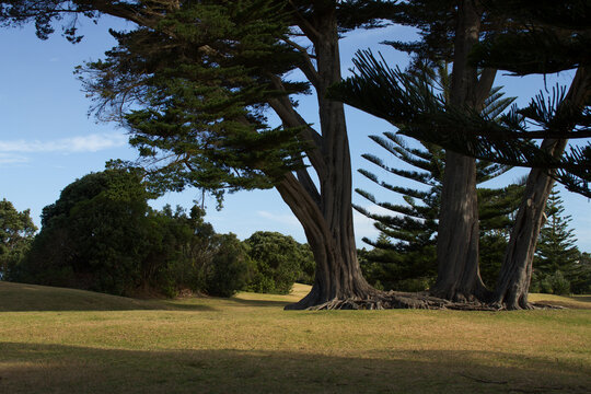 kauri trees, New Zealand native plants, park