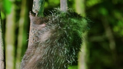 Close up of a Aye aye (Daubentonia madagascariensis). Tropical rainforest of Madagascar island