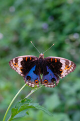 The Blue Pansy butterfly (Junonia orithya) perched on a daisy flower. Macro shot of The Blue Pansy Butterfly isolated. Graphic Resources. Animal Themes. Animal Closeup. Macrophotography