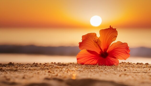 Beautiful sunset beach and hibiscus