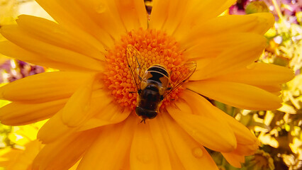 A Bee is sitting on Pot Merigold or Calendula
