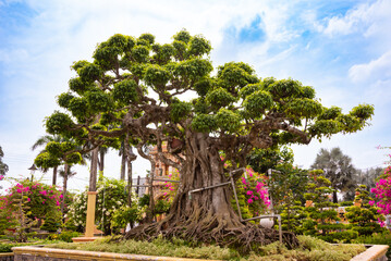 Traditional asian bonsai trees in temple garden, Vietnam