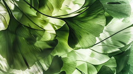 Fototapeta premium Ginkgo biloba green leaves background translucent against light white background to show leaf vein details texture.