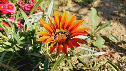 Garden flower of Syn. G. Splendens, Treasure Flower or Gazania Linearis 
