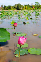 Lotus flower field on water in Asia