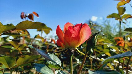 A beautiful Red Rose with a sky background
