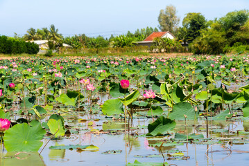 Lotus flower field in Vietnam, Asia and traditional houses
