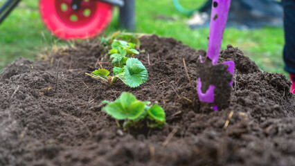 Country landscape, young strawberry bushes on garden bed close-up, garden wheelbarrow on the background. Concept Cottage Garden Vegetable Garden Transplanting strawberry bushes in the vegetable garden
