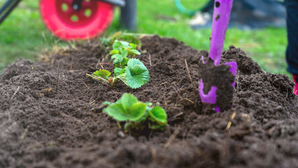 Country landscape, young strawberry bushes on garden bed close-up, garden wheelbarrow on the...