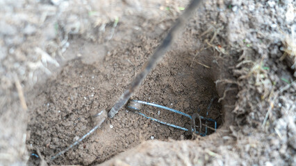 Mole Trap. Setting a trap in a wormhole, pest control, tunneling in the soil made by a mole.