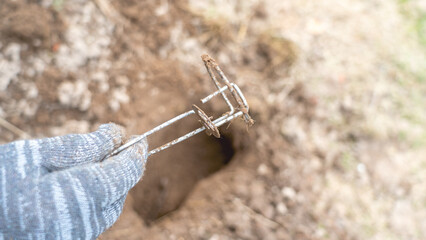 Farmer sets a trap for a mole. Mole Trap. Setting a trap in a wormhole, pest control, tunneling in...