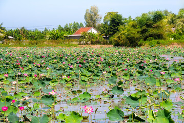 Lotus flower field in Vietnam, Asia and traditional houses