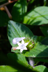 White Star Bethlehem flower among wild plants. Star-shaped white flowers in the wild. Graphic...
