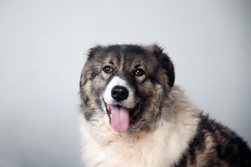 Dog portrait