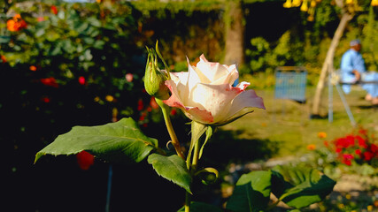 A white Rose in a garden
