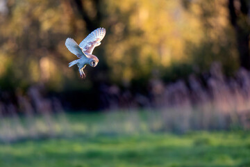 Barn owl, Tyto alba hunting in Somerset Levels meadow for prey