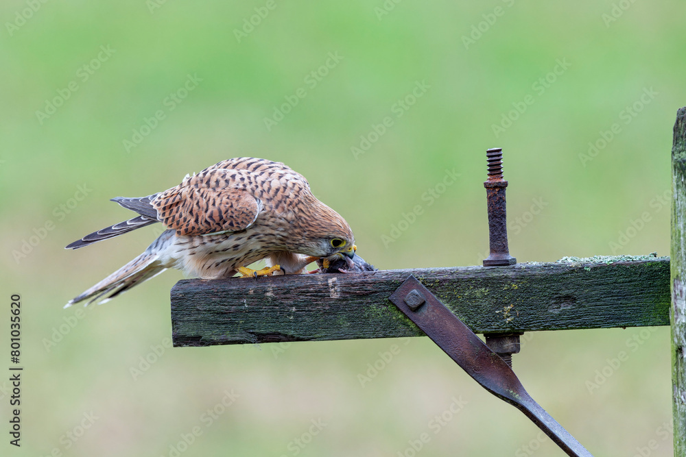 Wall mural kestrel, falco tinnunculus with prey on gate post in warwickshire