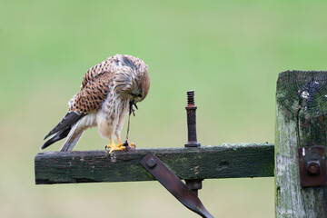 Kestrel, Falco tinnunculus with prey on gate post in Warwickshire