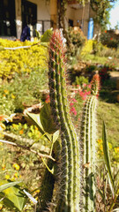 Plant of Stenocereus thurberi or Organ Pipe cactus
