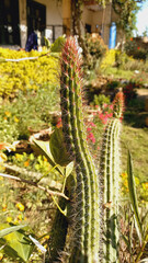 Plant of Stenocereus thurberi or Organ Pipe cactus
