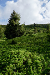 Beautiful summer landscape with blueberry bushes in the forest.