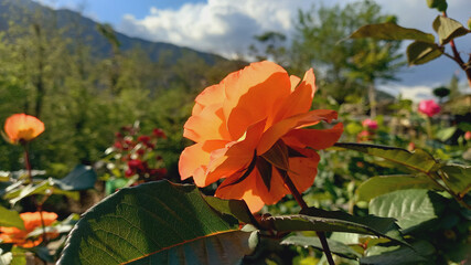 A Rose flower in a garden
