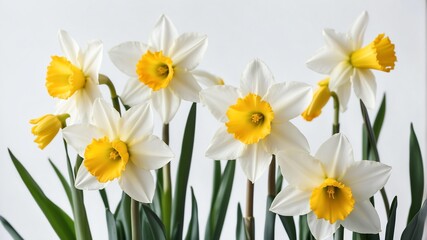 Obraz premium closeup of spring daffodils flowers on plain white background from Generative AI