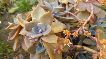 Ghost plant, Mother of Pearl or Graptopetalum
