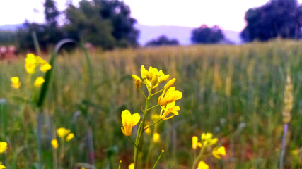 Brassica Yellow spring flower in a field 