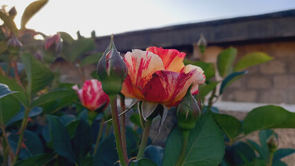 A tri color beautiful Rose
