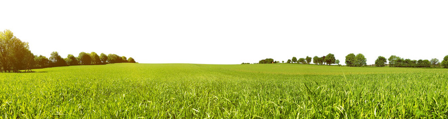 Meadow Panorama in Summertime - Transparent PNG Background