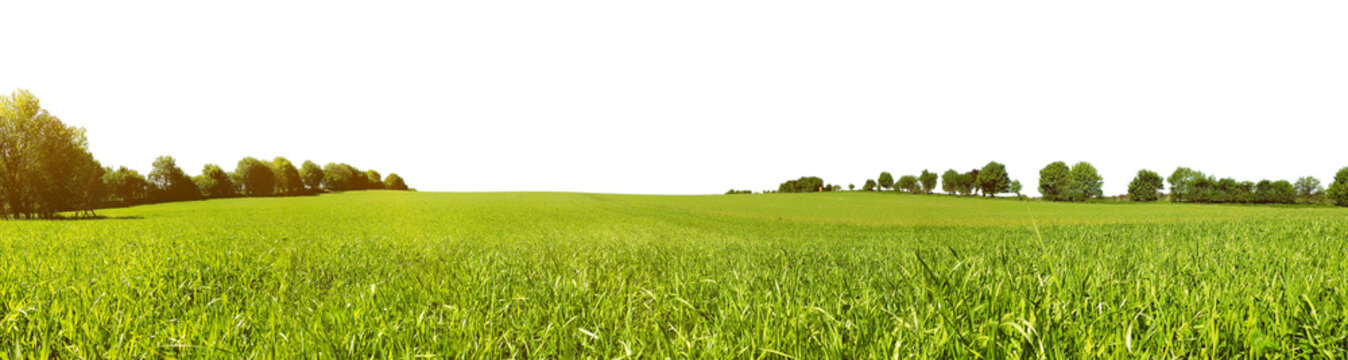 Meadow Panorama in Summertime - Transparent PNG Background