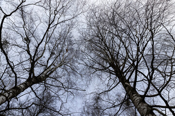 cloudy weather in windy weather in the winter park with birch tree
