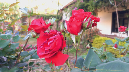 Red Garden Roses of garden
