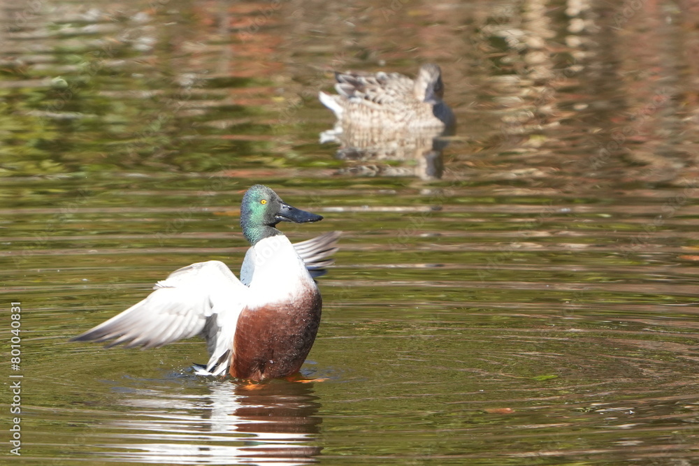 Canvas Prints northern shoveler in a pond