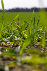 green wheat grass in windy weather