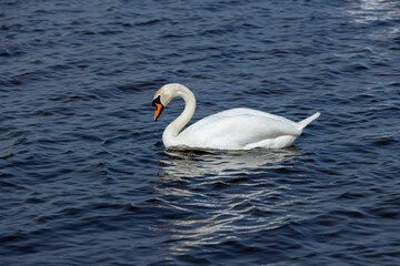 part of a wide river with dark water