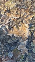 Autumn leaves on the ground and morning frost background