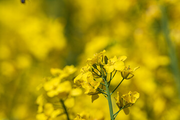 Vivid close-up of yellow rapeseed flowers in full bloom