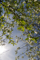 cherry blossoms in the orchard