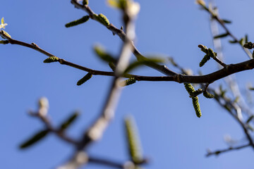 flowering walnut trees in the orchard