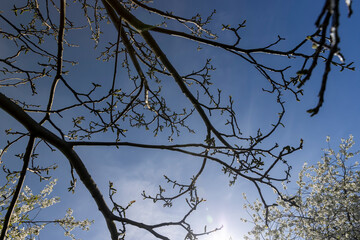 long earrings of walnut flowers during flowering