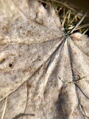 Dry peck leaf. Close-up photo landscape in nature.