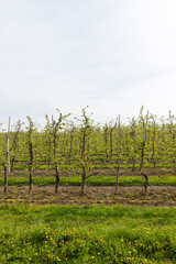 Fototapeta premium apple trees in the orchard in cloudy weather