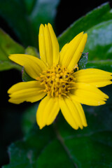Lipochaeta succulenta or better known as yellow dahlia flowers. Macro photo of yellow dahlia flower in the wild. Graphic Resources. Plant Themes. Plants Closeup. Macrophotography