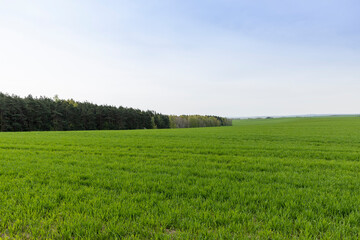 Fototapeta premium a new fertile wheat harvest in late spring